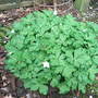 Anemone_flaccida