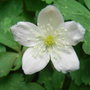 Anemone_flaccida_-_close-up
