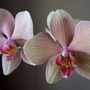 Orchids