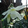 Narcissus_thalia_2