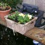 Paddy_s_day_013