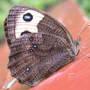 Common Wood-nymph