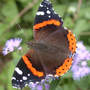Red_admiral_topwing_9-04-03_med