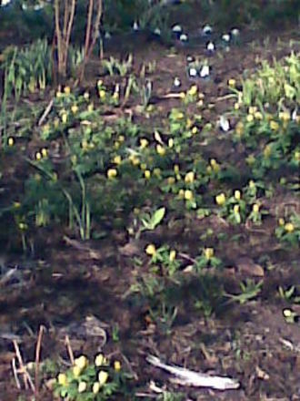 Image075.jpg