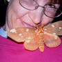 Regal Moth, Citheronia regalis (Rhus glabra)