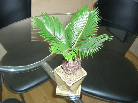 Sago Palm (Cycas revoluta)