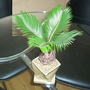 Sago Palm (Cycas revoluta)