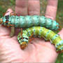 Regal moth larvae, Hickory Horned Devils (Rhus glabra)