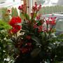 Red Crown of Thornes