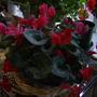 Red and pink Cyclamen