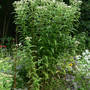 Boneset, Eupatorium perfoliatum (Eupatorium perfoliatum)