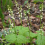 Miterwort, Bishop's Cap (Mitella diphylla)
