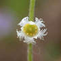 Miterwort_close_4-28-02_lr_med