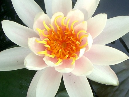 July 2007 (Nymphaea alba (Nenufar Blanco))