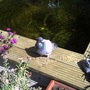 stray pigeon 