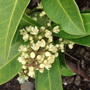 Skimmia_x_confusa__kew_green__flower