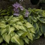 Pair of hostas