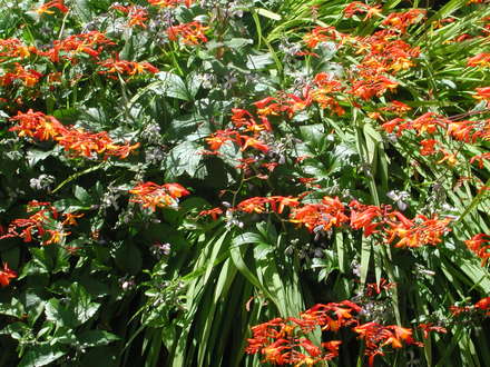 Crocosmia  (Crocosmia x crocosmiiflora)
