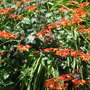 Crocosmia x crocosmiiflora