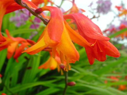 Crocosmia flower (Crocosmia x crocosmiiflora)