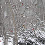 Brush Pile Spicebush Thicket and Cardinals