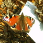 Pict0908
