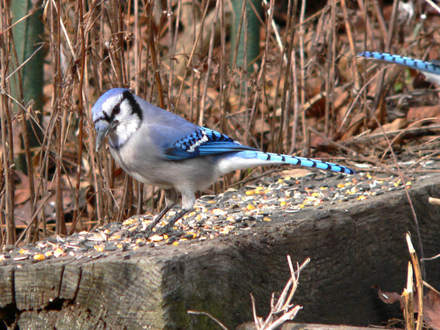 Blue Jay