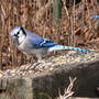 Bluejay_groundseed_1-12-06_exc_sm