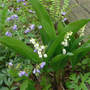 Lily of The Valley with Greek Valerian (Convallaria majalis (Lily of the valley))