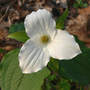 Large-Flowered Trillium (Trillium grandiflora)
