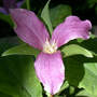 Large-Flowered Trillium Aging (Trillium grandiflora)