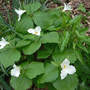 Clump of Volunteer Trillium (Trillium grandiflora)