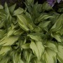 Hosta Albopicta (Hosta albopicta)