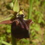 wild orchid 