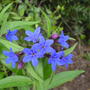 blue flowers