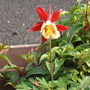 Aquilegia (Aquilegia)