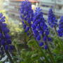 Dsc00947