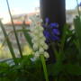white Muscari 