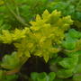 yellow flowers