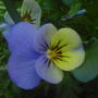 pansy
