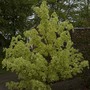 Foliage variations2 (Acer platanoides 'Drummondii')