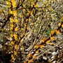 Physocarpus "Darts gold" (Physocarpus opulifolius (Ninebark))