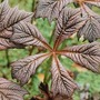 Rodgersia1