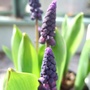 Bi-coloured_muscari