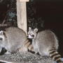 Raccoons_at_my_birdfeeder