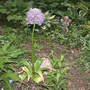 Allium_globemaster_5-23-05_fullvw_good