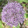 Allium Globemaster