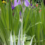 Variegated Sweet Iris in Bloom (Iris Variegated Sweet)