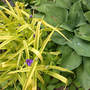 Spiderwort Golden Blue Hosta Paradigm (Tradescantia Golden Blue)