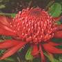 Waratah